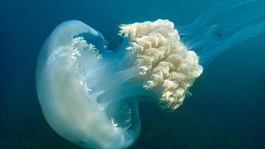 Rhizostoma luteum: así es la picadura de la medusa gigante que vive en el Mediterráneo