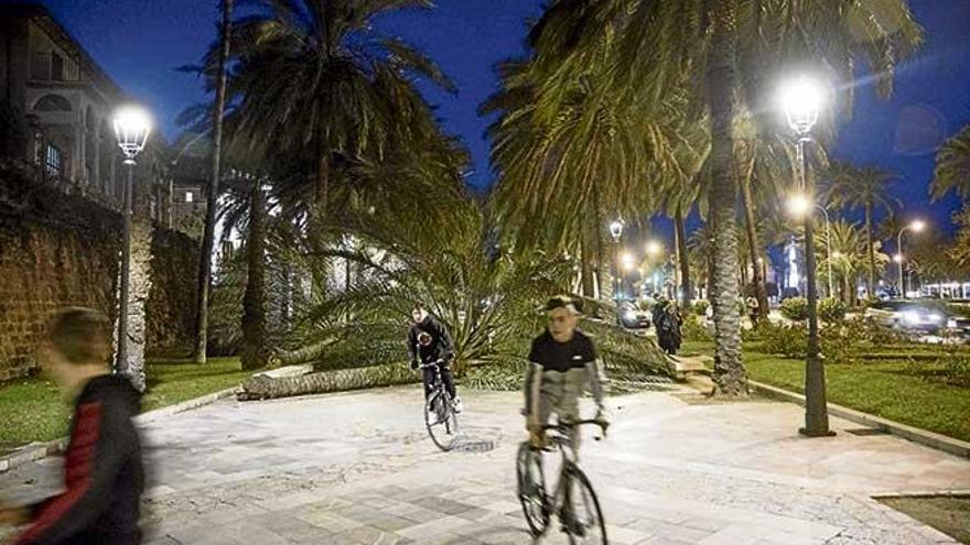 Tres ciclistas pasan junto a dos de las palmeras que se rompieron el miércoles por el vendaval.