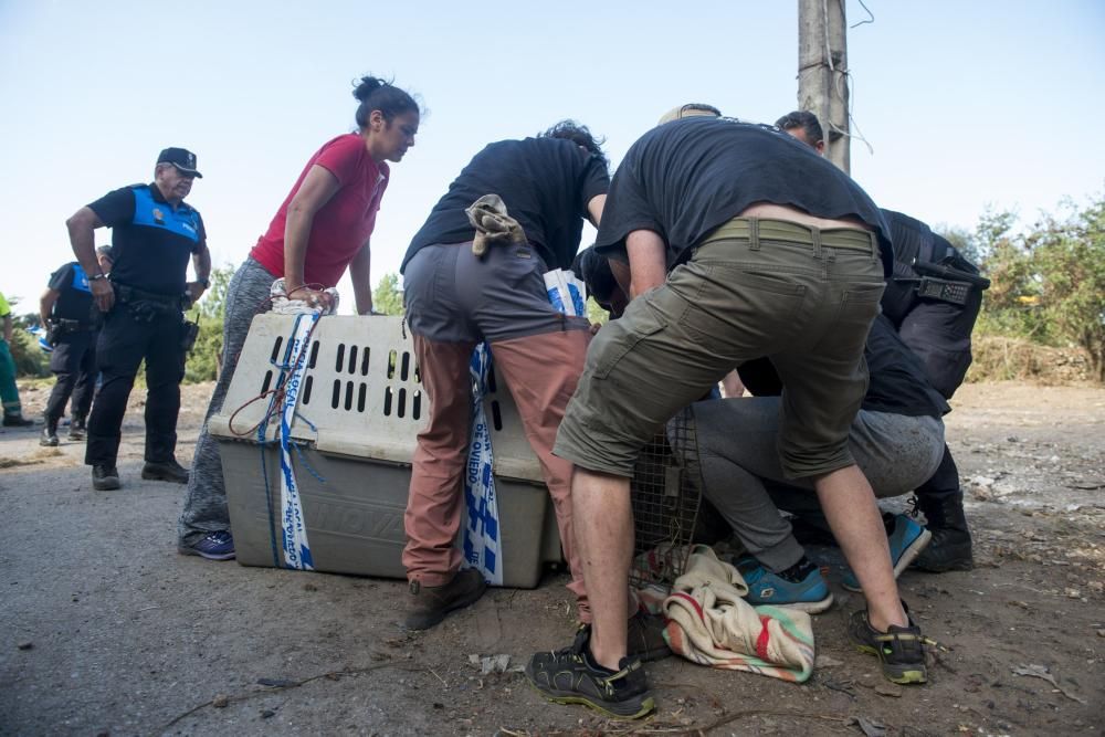 Una ONG recoge animales en La Malata