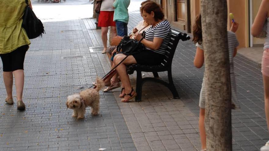 Una propietaria paseando a su perro, debidamente sujeto, ayer en la calle Major de Inca.