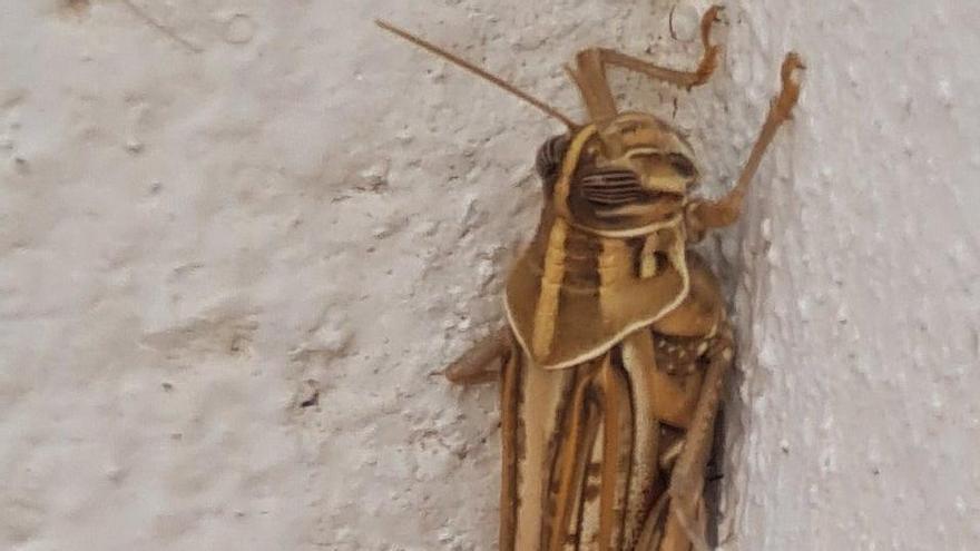 Langosta fotografiada en La Gomera.