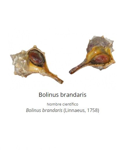 Imagen de  &quot;Bolinus brandaris&quot;.