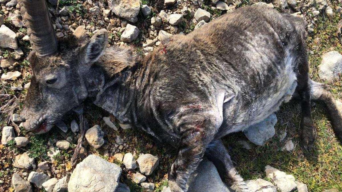 Una cabra hispánica contagiada de sarna en Els Ports, donde la enfermedad ha acabado ya con la mitad de la cabaña.