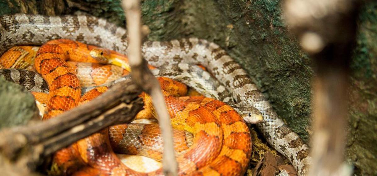 Vigozoo subasta 89 animales
