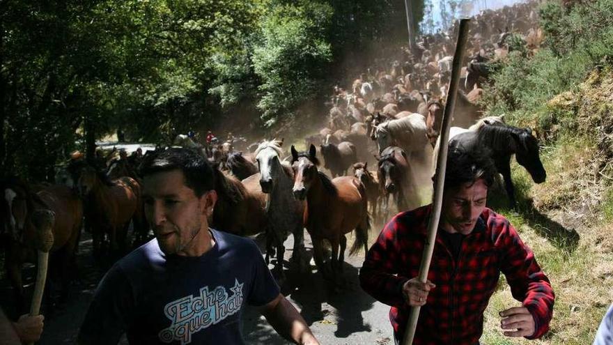 Rapa das Bestas ya está en marcha para vivir su Fiesta de Interés Turístico Internacional. // Bernabé / Luismy