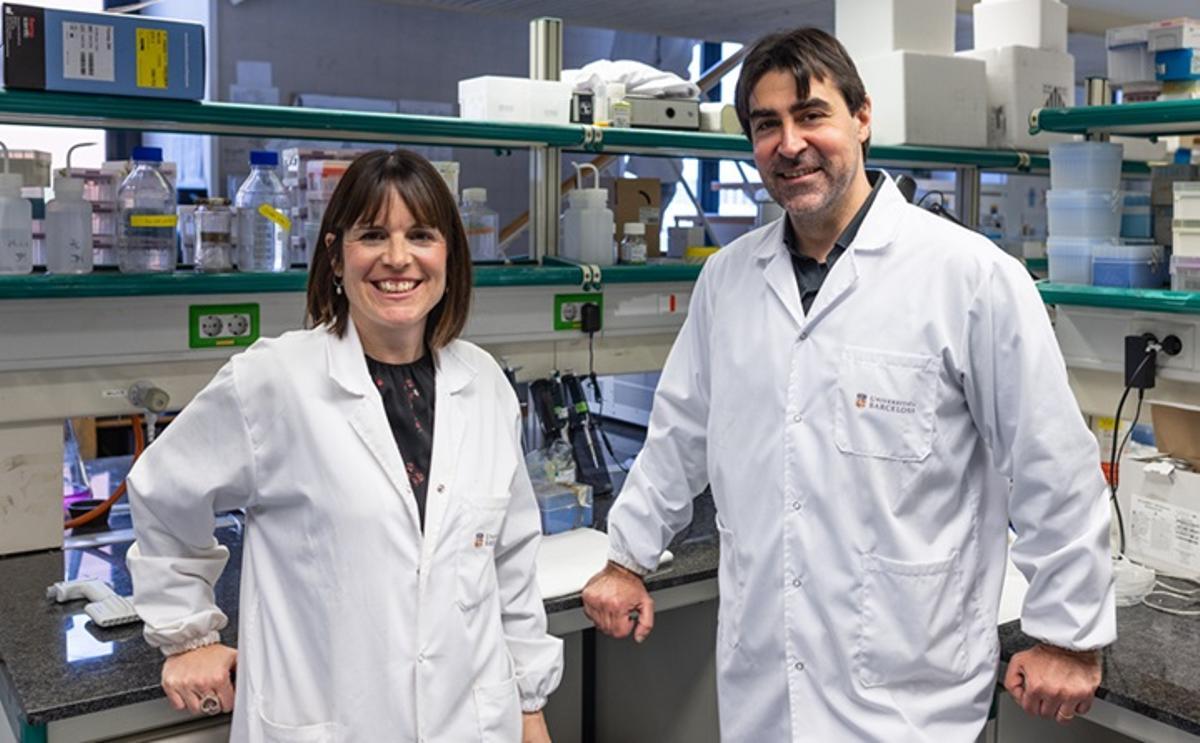 Los investigadores de la UB Joan Montero y Clara Alcon, que han descrito un mecanismo que puede eliminar células perjudiciales originadas por los tratamientos oncológicos