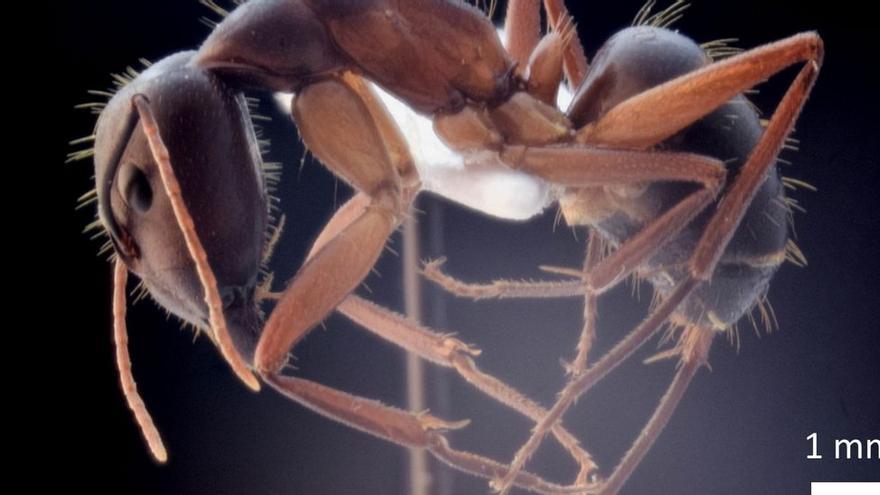 Los descubridores de la hormiga gigante en Mallorca: “El hallazgo fue casual”