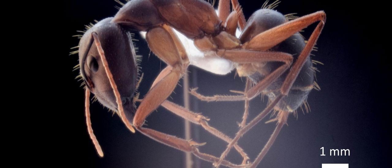 La hormiga gigante 'camponotus barbaricus'.