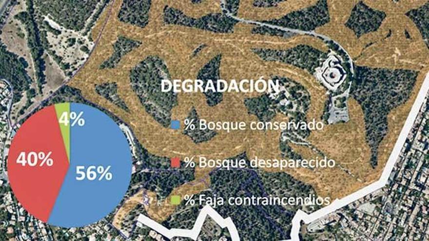 En 30 años, el 40% del bosque estará degradado.