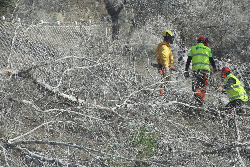 La tala de árboles ha comenzado esta semana y está previsto que una máquina "araña" se una para agilizar los trabajos