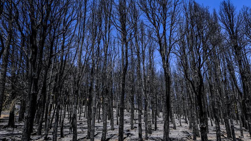 Recuperar zonas de pastoreo, la solución antincendios de los expertos forestales