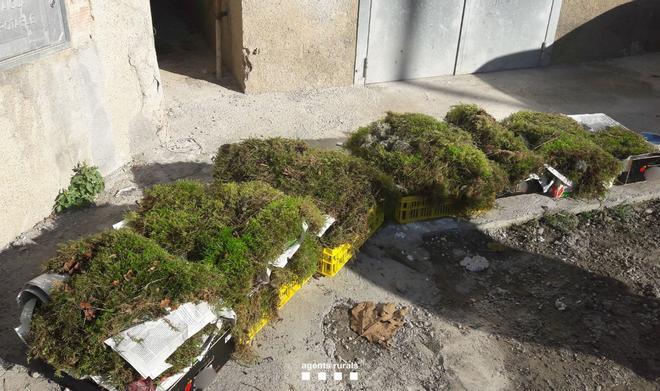 Запрет на сбор рождественских растений в Каталонии