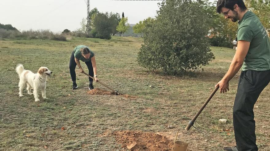 Planten més d’un miler d’arbres a Sallent en una acció solidària i ambiental