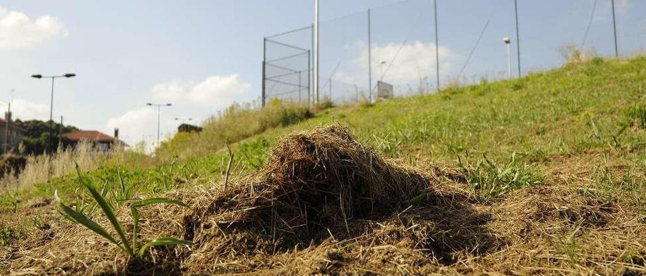 Tareas de mantenimiento de zonas verdes con deficiencias