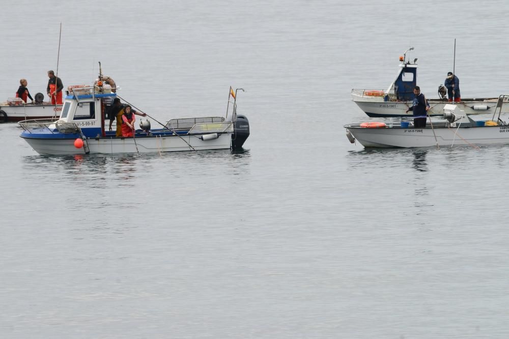 Mariscadores de Cangas y Moaña, en mar y en tierra