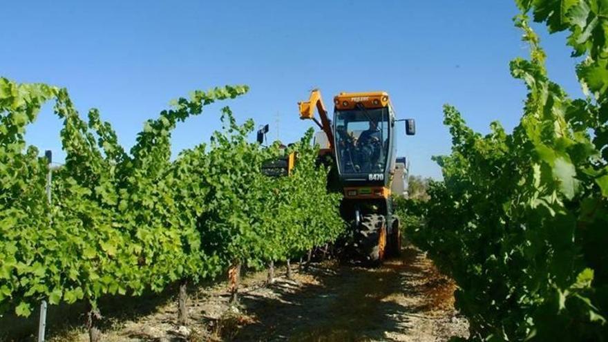 Agricultura articula nuevas ayudas para la reestructuración del viñedo