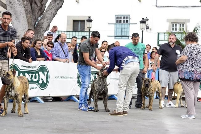 Celebración del I Certamen Nacional de perro ...