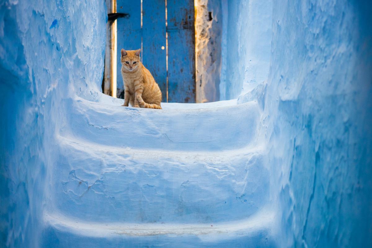 Gatete en unas escaleras azules de la antigua medina de la ciudad