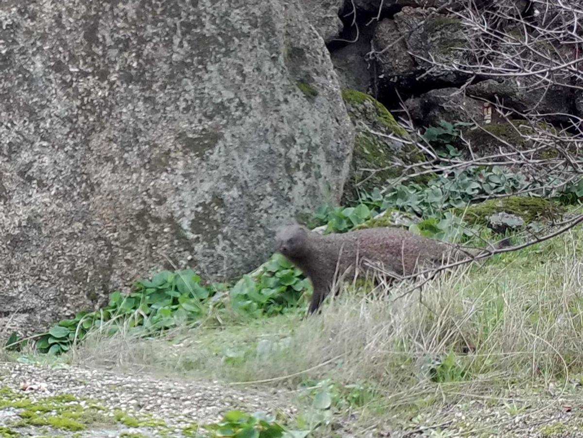 Imagen de fototrampeo de un ejemplar de meloncillo tomada por la Sociedad Extremeña de Zoología