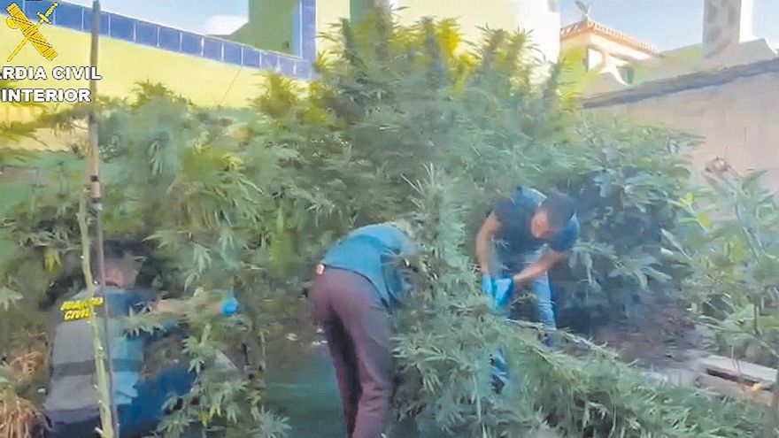 The Civil Guard intercepts more than a thousand marijuana plants in three Canary Islands
