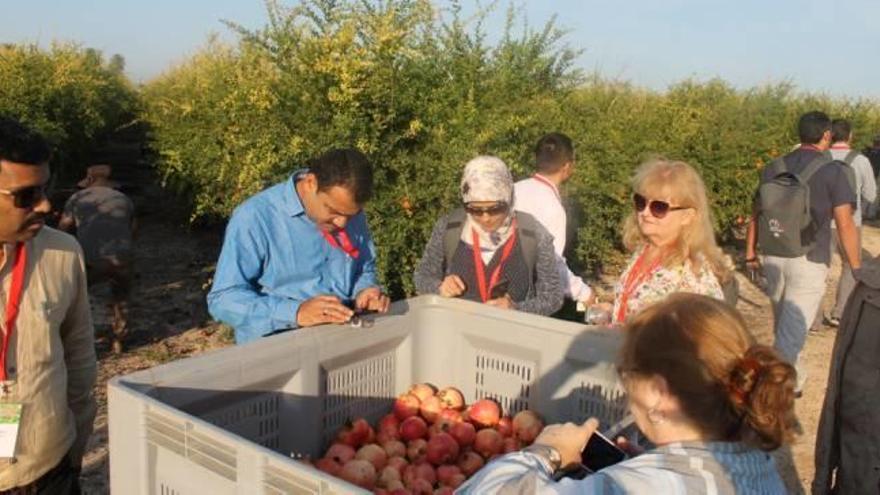 Investigadores de granada en un campo de cultivo de Elche y en la cooperativa de Cambayas.