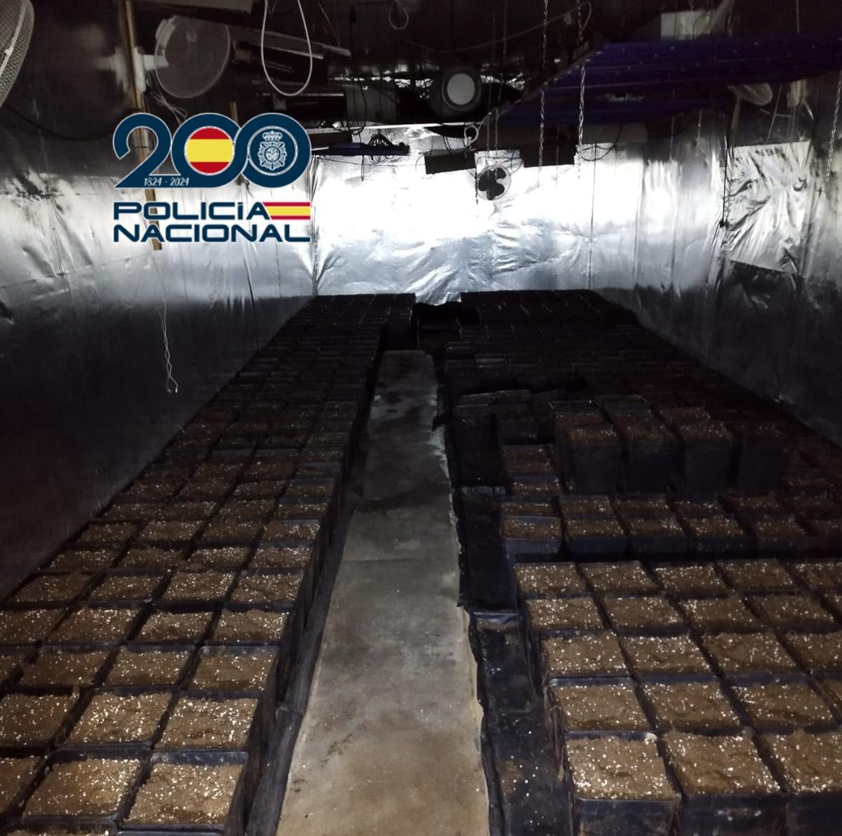 La droga que se cultivaba en Elche