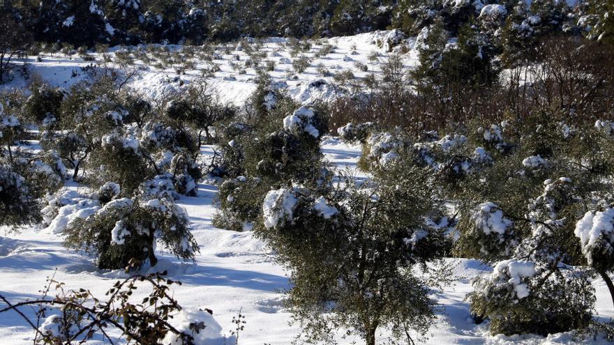 Camp d&#039;oliveres amb arbres amb branques trencades pel pes de la neu a Vinaixa