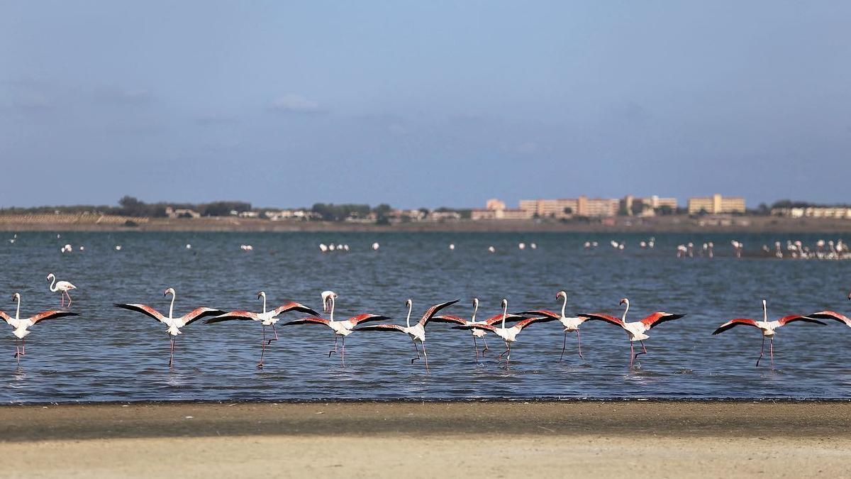 TORREVIEJA. Avistamiento de flamencos.