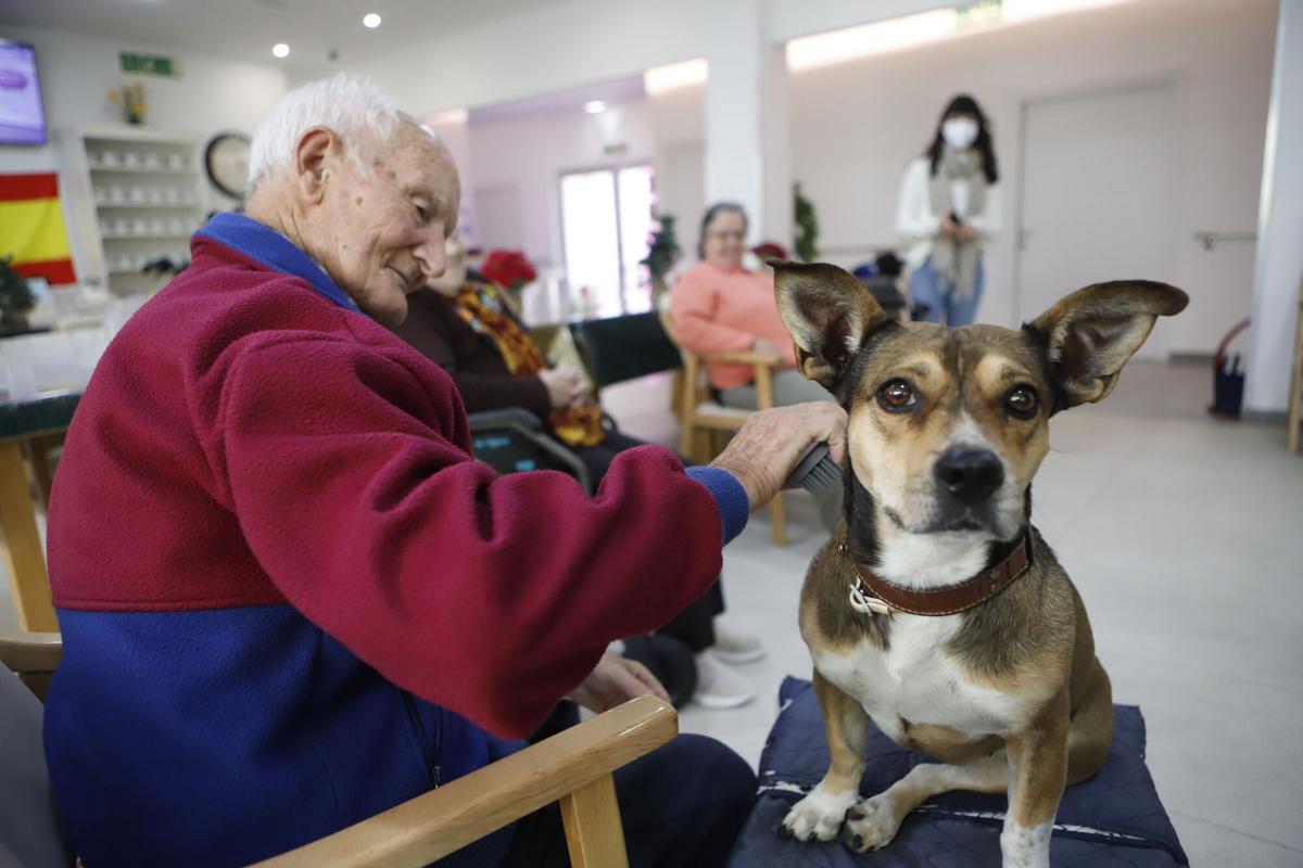 Frida, la perra de terapia asistida en una residencia de Zaragoza