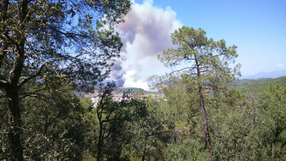 Incendio forestal en Artana