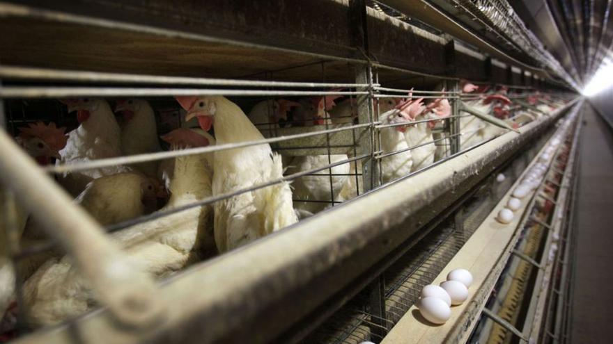Five Human Cases of Highly Pathogenic H5N1 Bird Flu Reported in Colorado