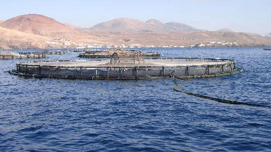 El PP reclama al Gobierno de Canarias que retire las jaulas marinas de Playa Quemada