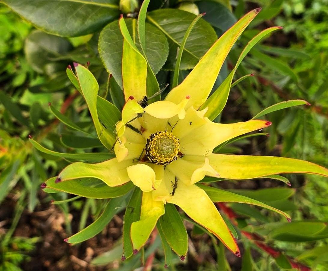 De paseo por el vergel de San Justo, en Villaviciosa