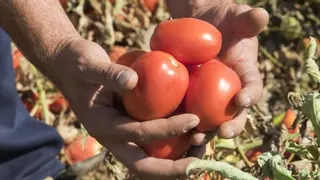 La Unión Extremadura cifra en 72,52 millones las pérdidas de los productores extremeños de tomate