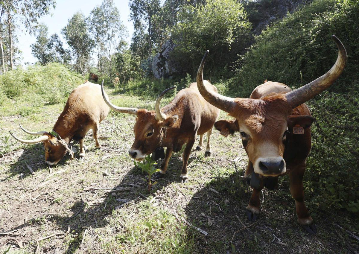 Los animales se mueven con libertad por los terrenos comunales, contribuyendo a la prevención de fuegos. | GUSTAVO SANTOS