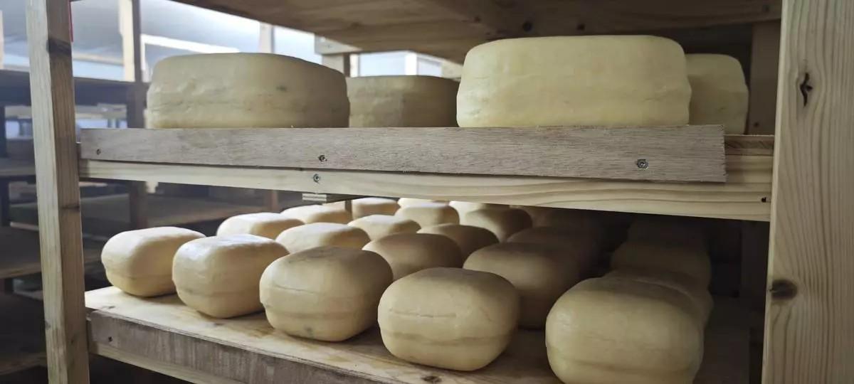 Sa Vinya stellt seit 2024 Rohmilchkäse her.