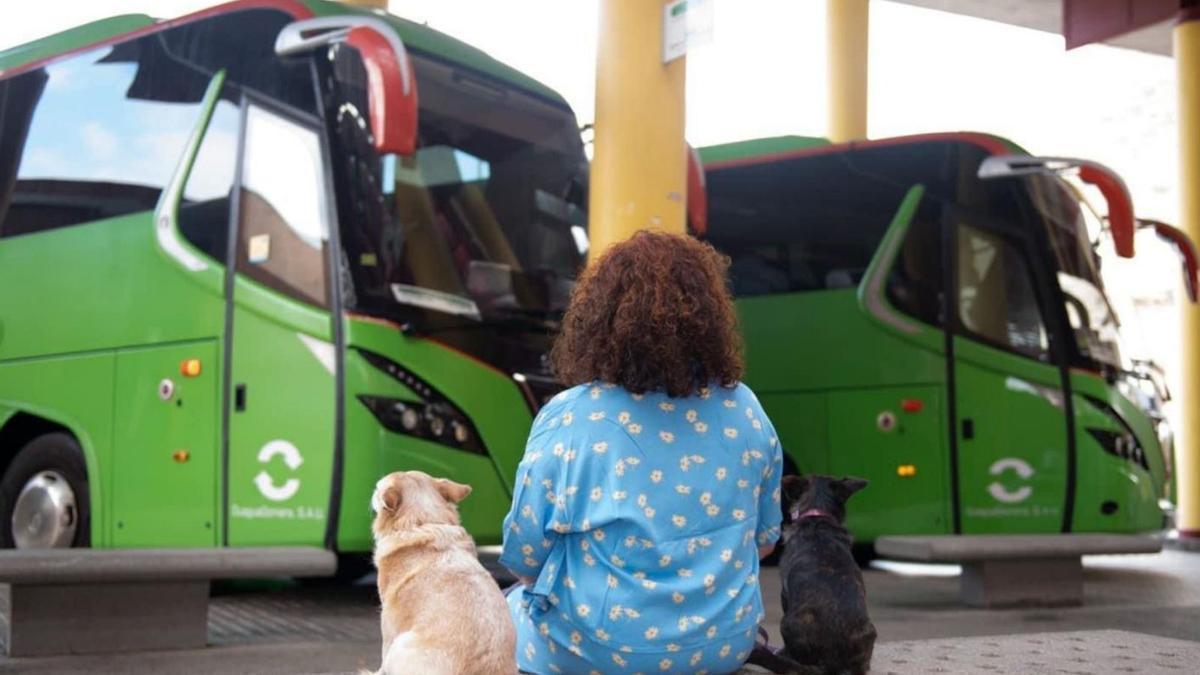 Una usuaria aguarda junto a un perro la salida de una guagua en la capital colombina.