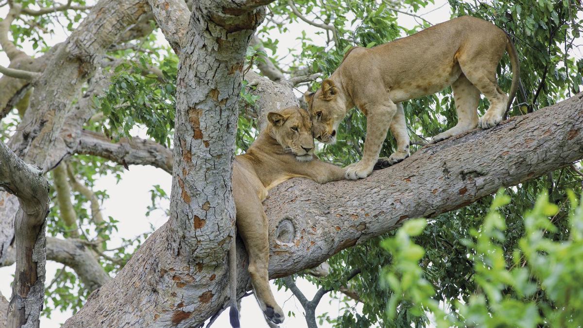 Leonas en Uganda