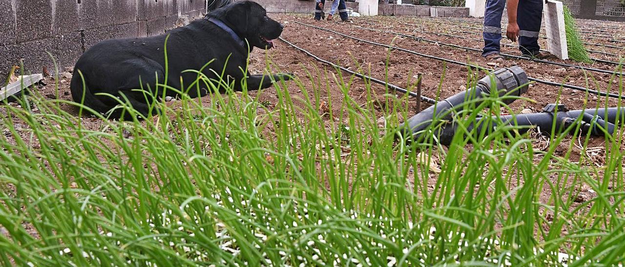 Labores de cultivo en una finca de Gran Canaria. | | LP/DLP