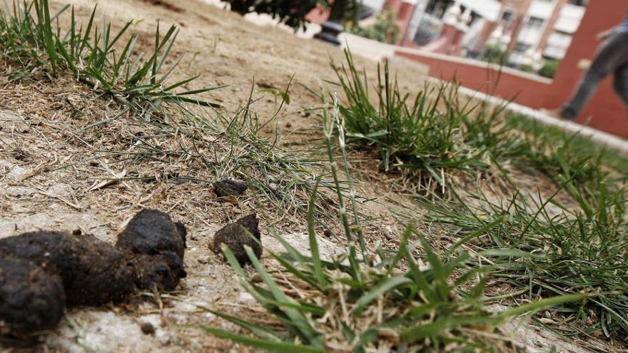 Calp endurecerá las sanciones a quienes no recojan los excrementos de sus mascotas