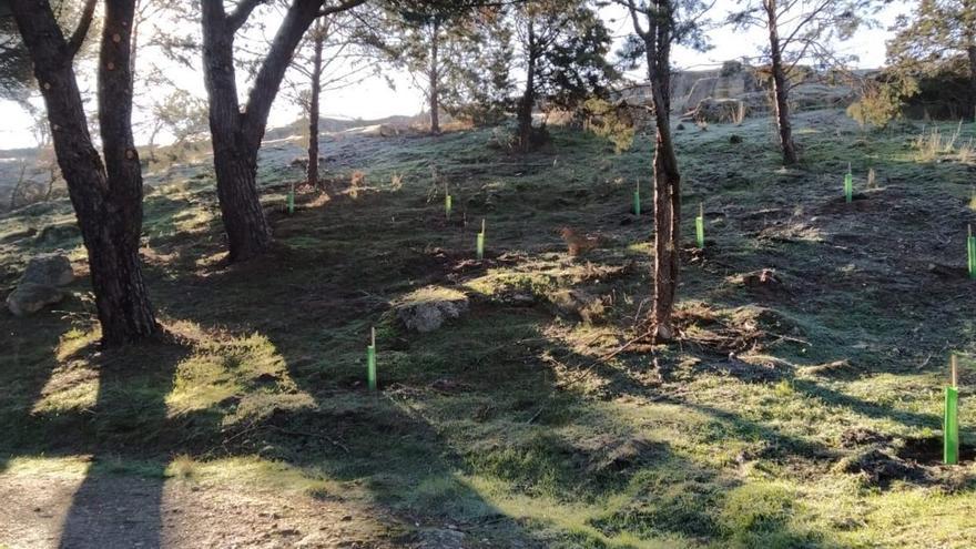 Plantones de árboles en Valorio.