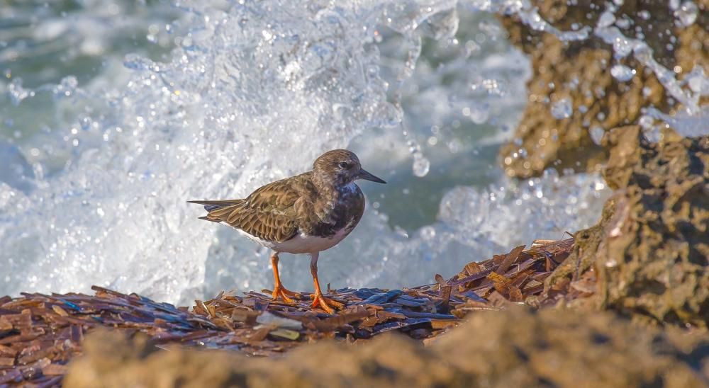 Un espectáculo de la naturaleza