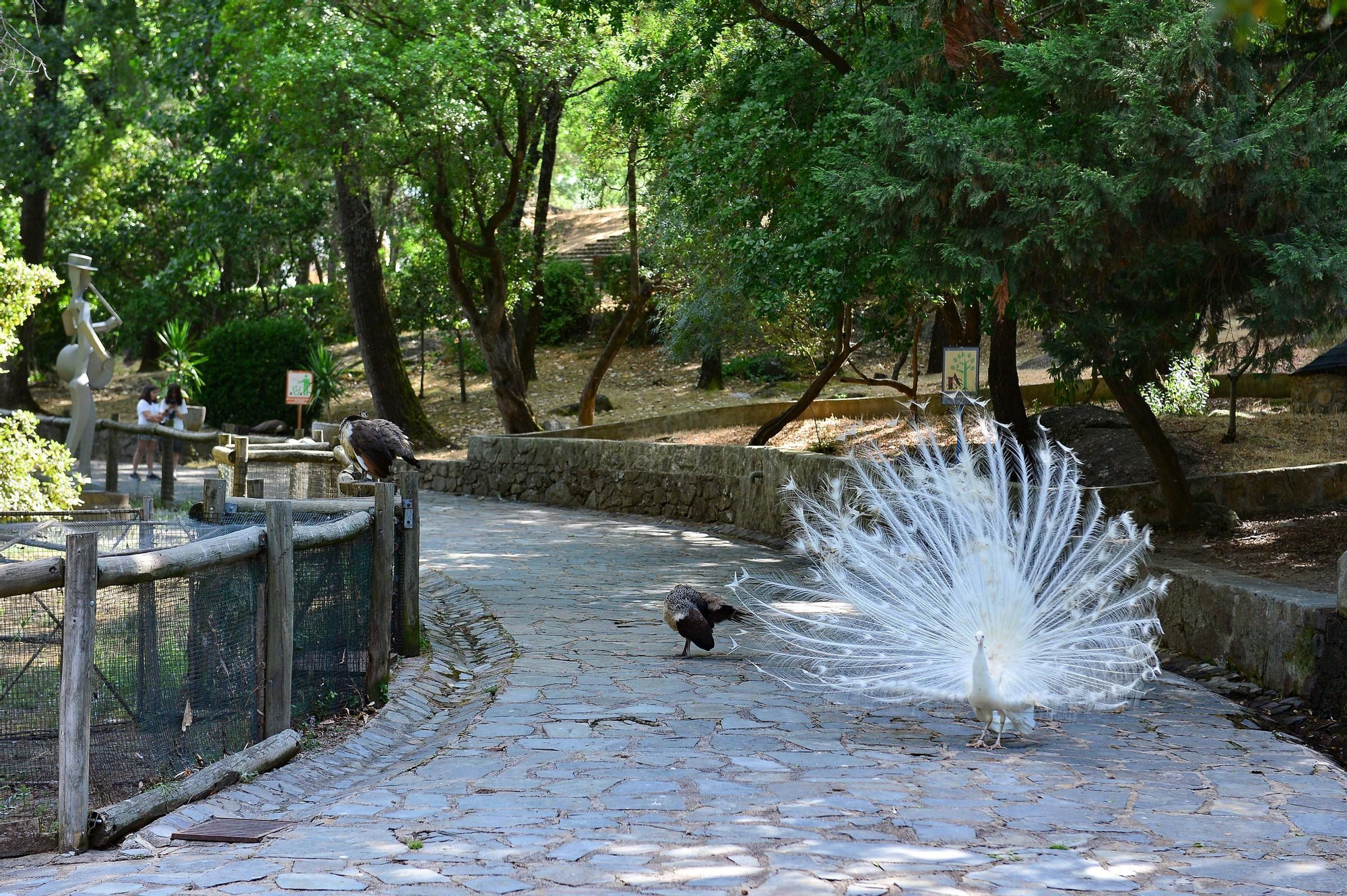 Fotogalería | Así está el parque de Los Pinos de Plasencia