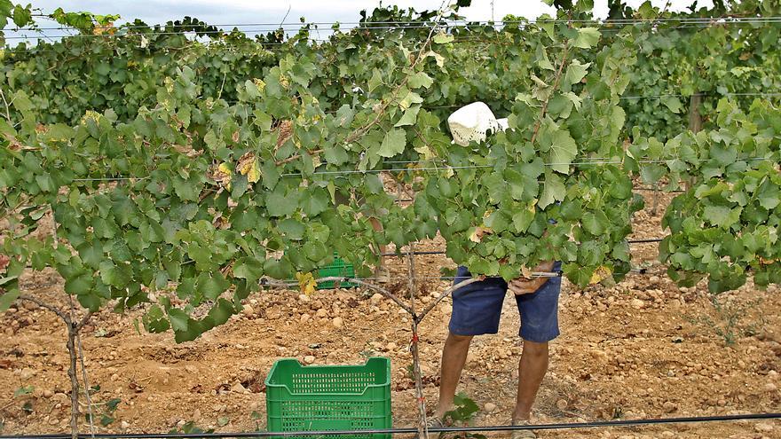 Ofertas de empleo en Mallorca: Buscan 150 personas para trabajar seis meses en explotaciones de hortalizas, viñas y frutos secos