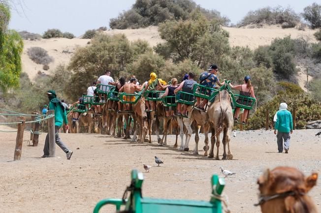 Reportaje excursiones con camellos en las Dunas ...