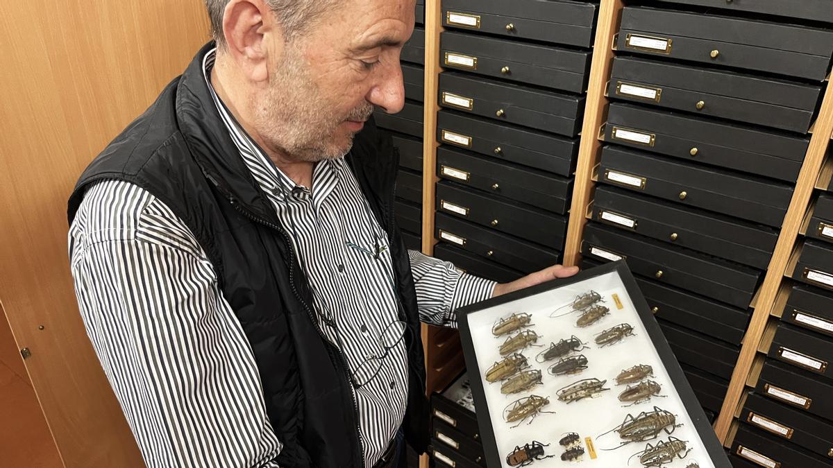 Antoni Serra, director del CRBA, muestra una colección de escarabajos.
