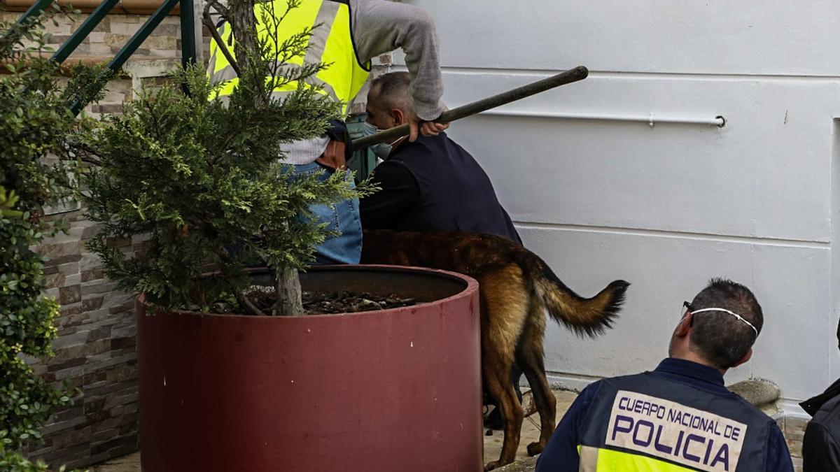 La Policía Nacional introduce un perro adiestrado para rastrear dinero en la casa del jefe de Jardines.