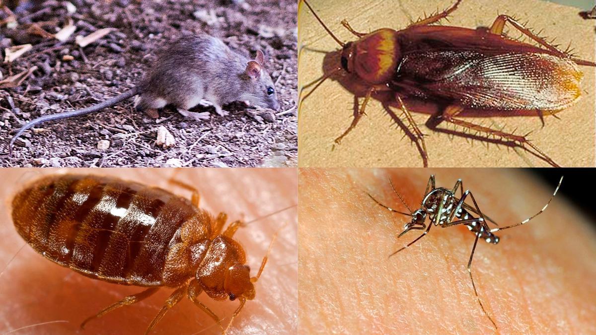 Plagas mas molestas, ratas, cucarachas, chinches y mosquitos tigre