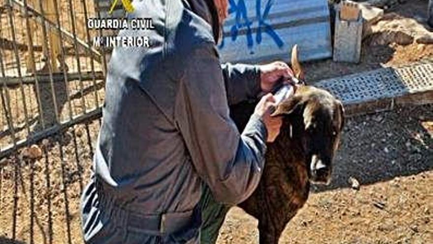 Un guàrdia civil comprova l&#039;estat d&#039;un gos de la protectora de Tarragona.