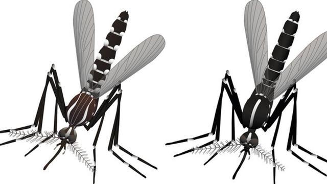 mosquitos